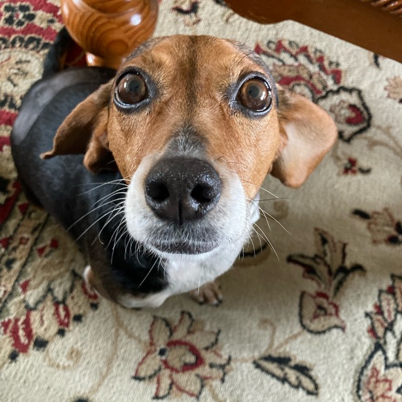 Meet your Posher, Pamela - Picture 6 of 16